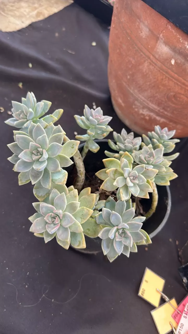 plant/Ghosties in 1gallon #2-0