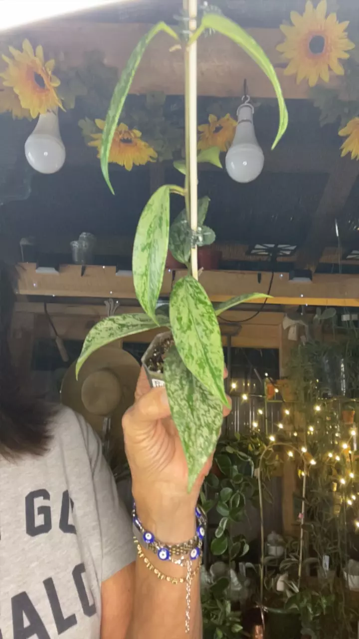 plant/pub silver splash-0