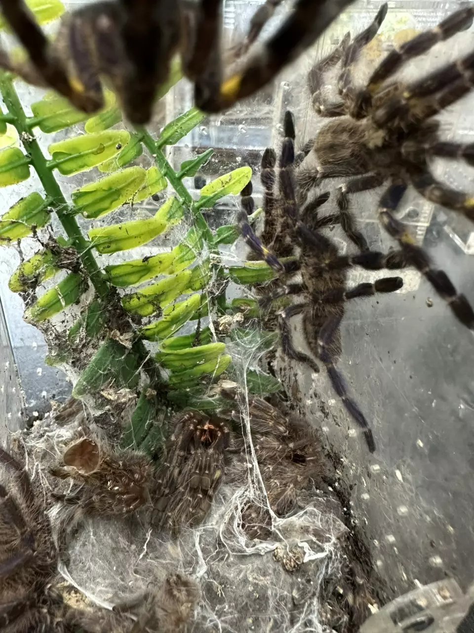 plant/Poecilotheria Metallica 2+”-0
