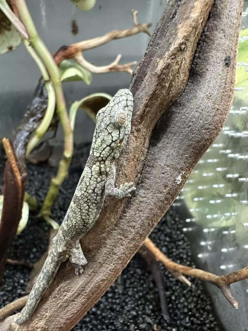 plant/eurydactylodes vieillardi young male-0
