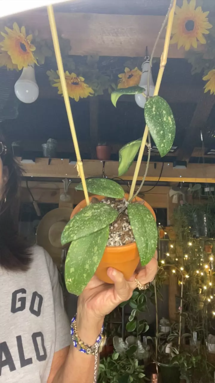 plant/ah 001 Vietnam-0