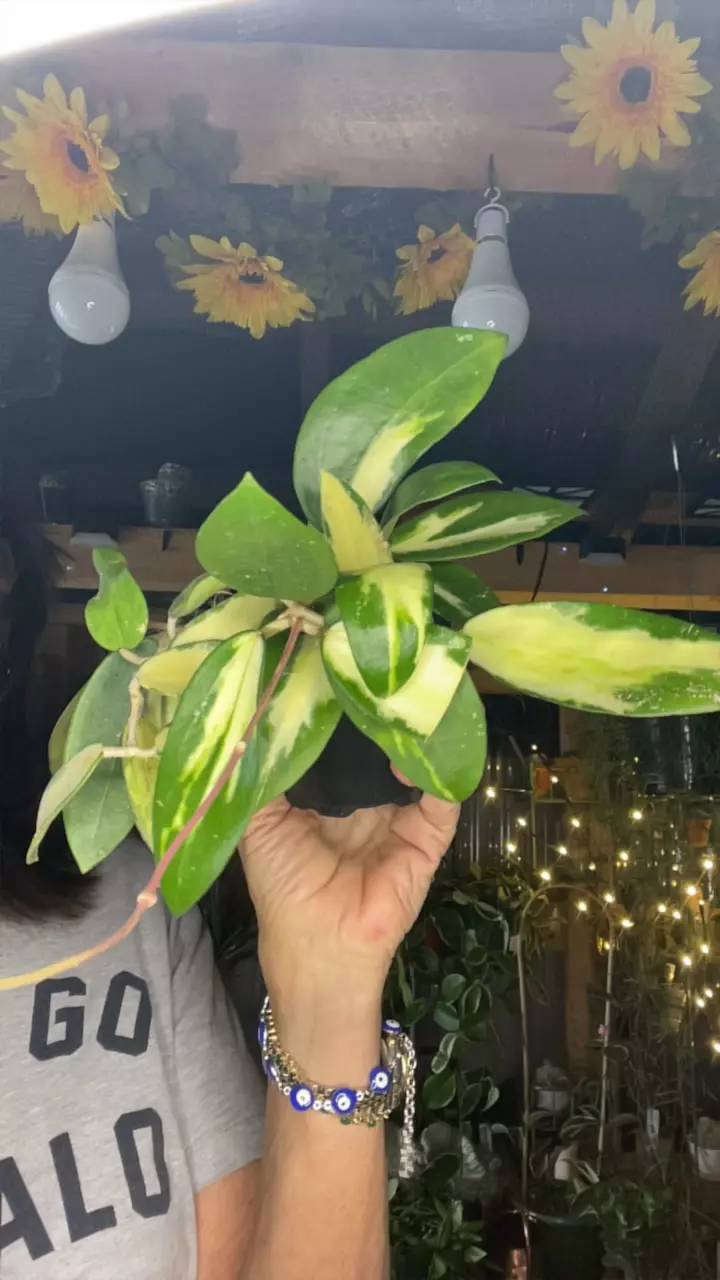 plant/Verticillata inner var-0