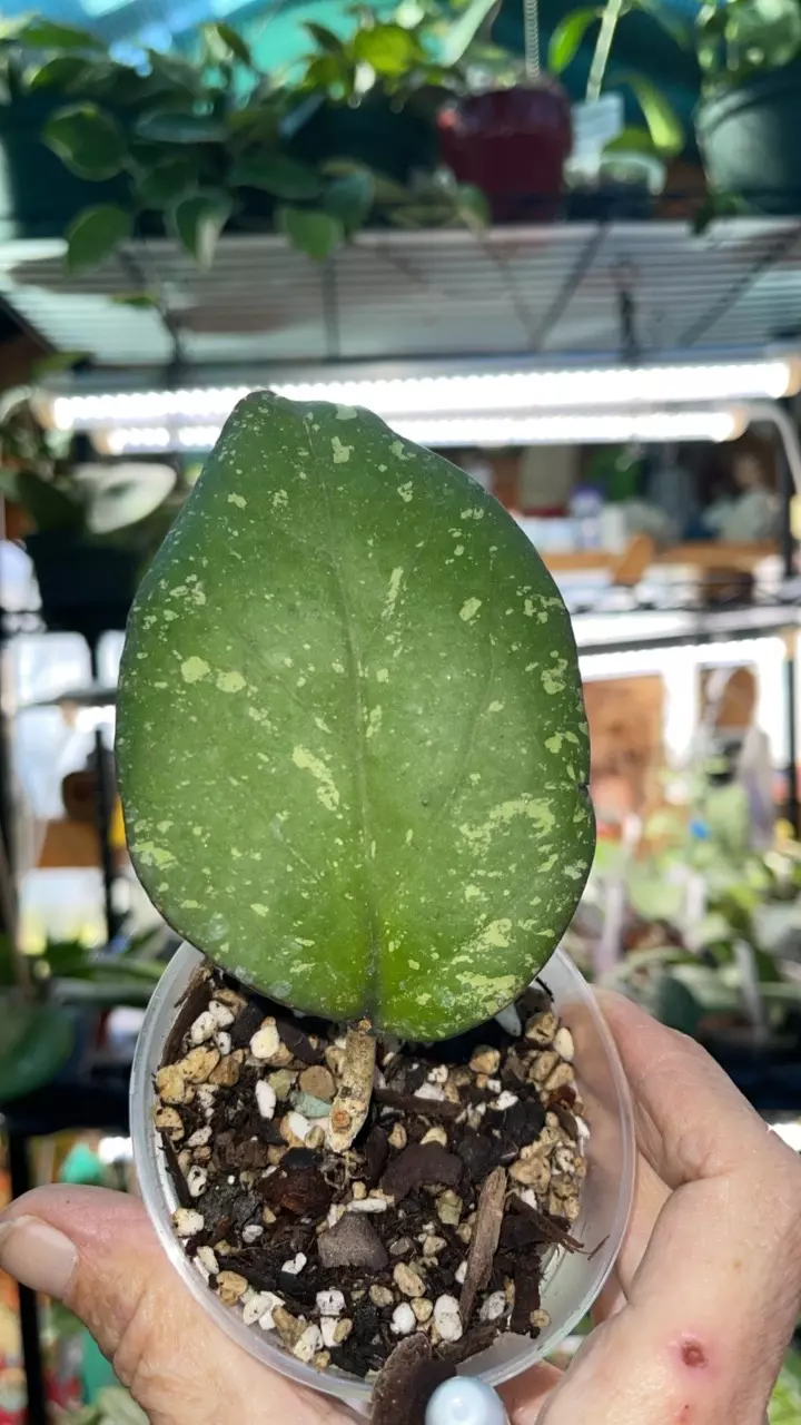 plant/Hoya patcharawalai 077-1