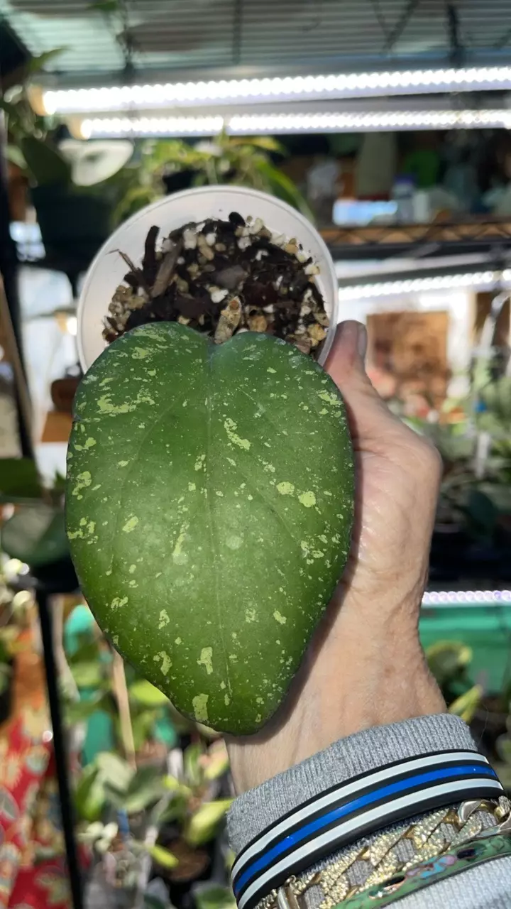 plant/Hoya patcharawalai 077-0