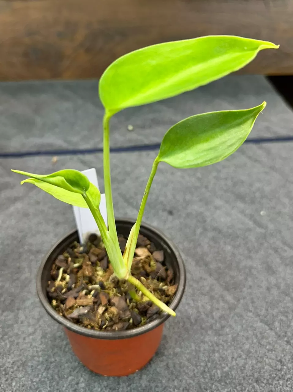 plant/33 Monstera deliciosa Sierrana-0