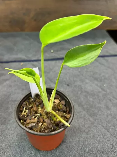 plant/33 Monstera deliciosa Sierrana-0-thumbnail