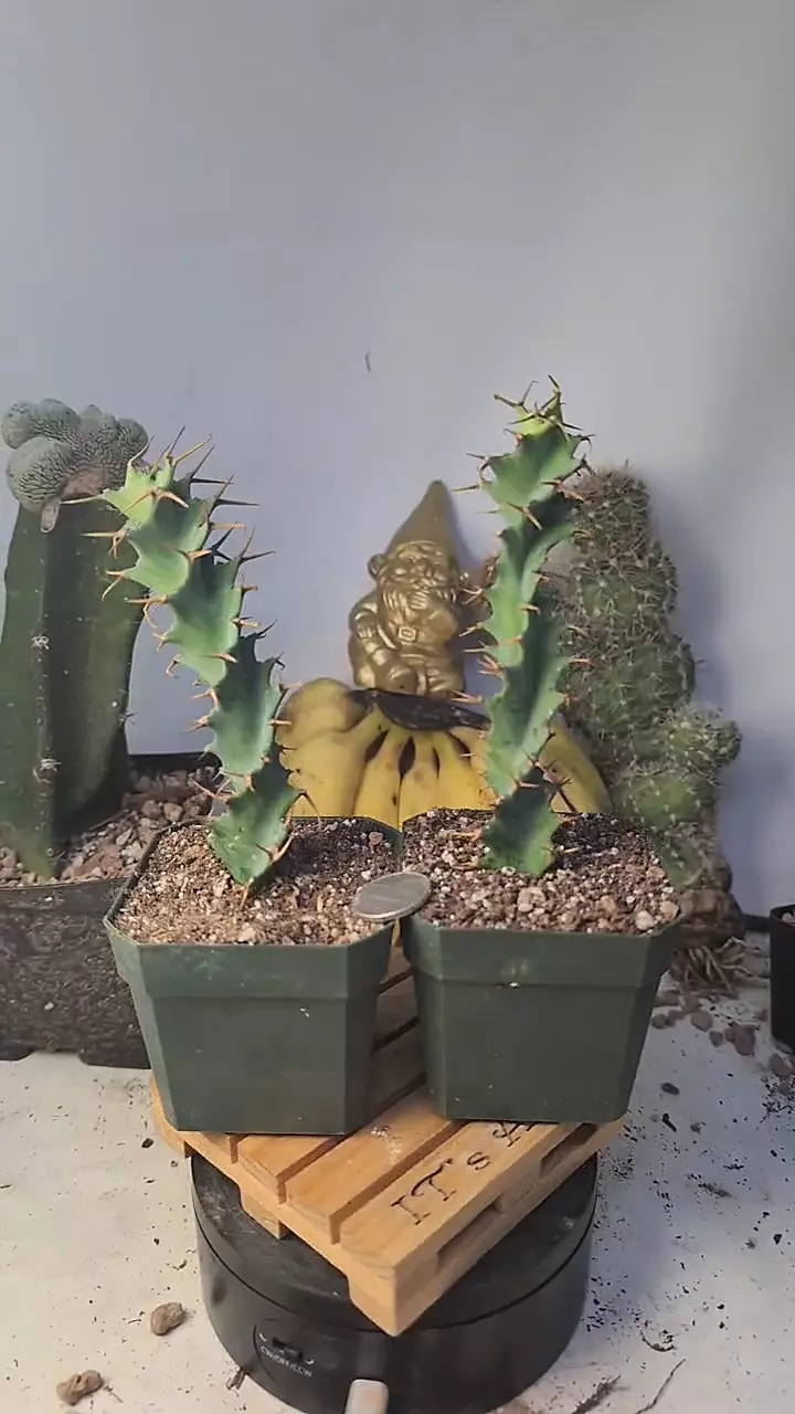 plant/239 Spiral euphorbia tortirama, 5"+ gc-0