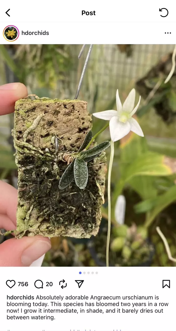 plant/38 Angraecum urschianum-1