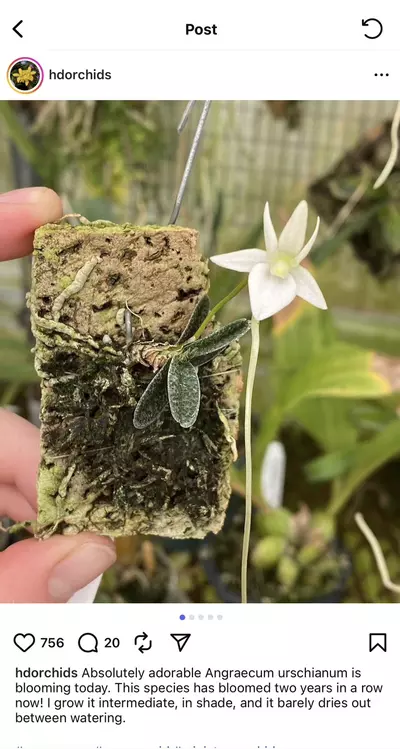 plant/38 Angraecum urschianum-1-thumbnail