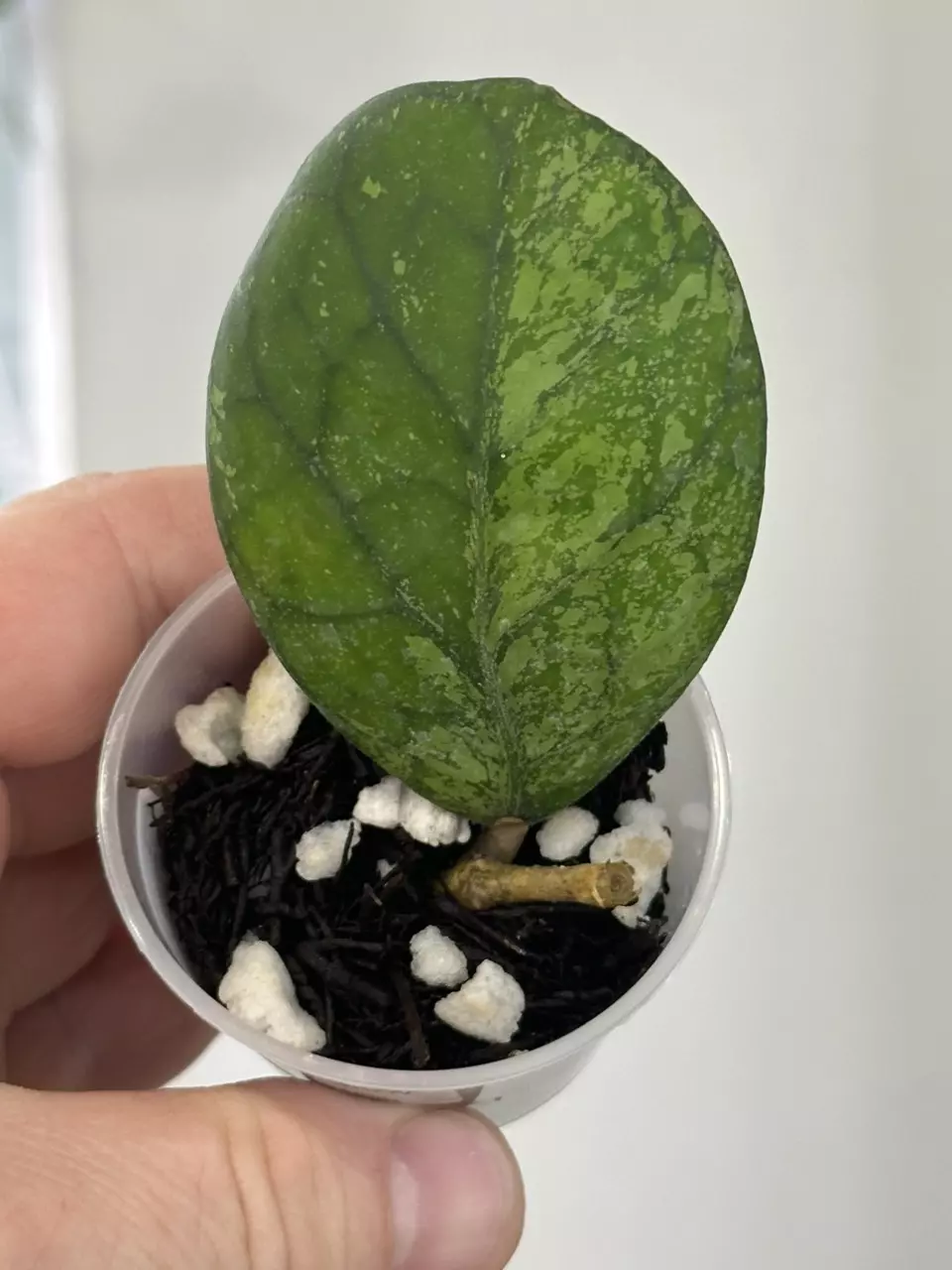 plant/0078 Hoya 'Moon Glow' (GEH0004)-0