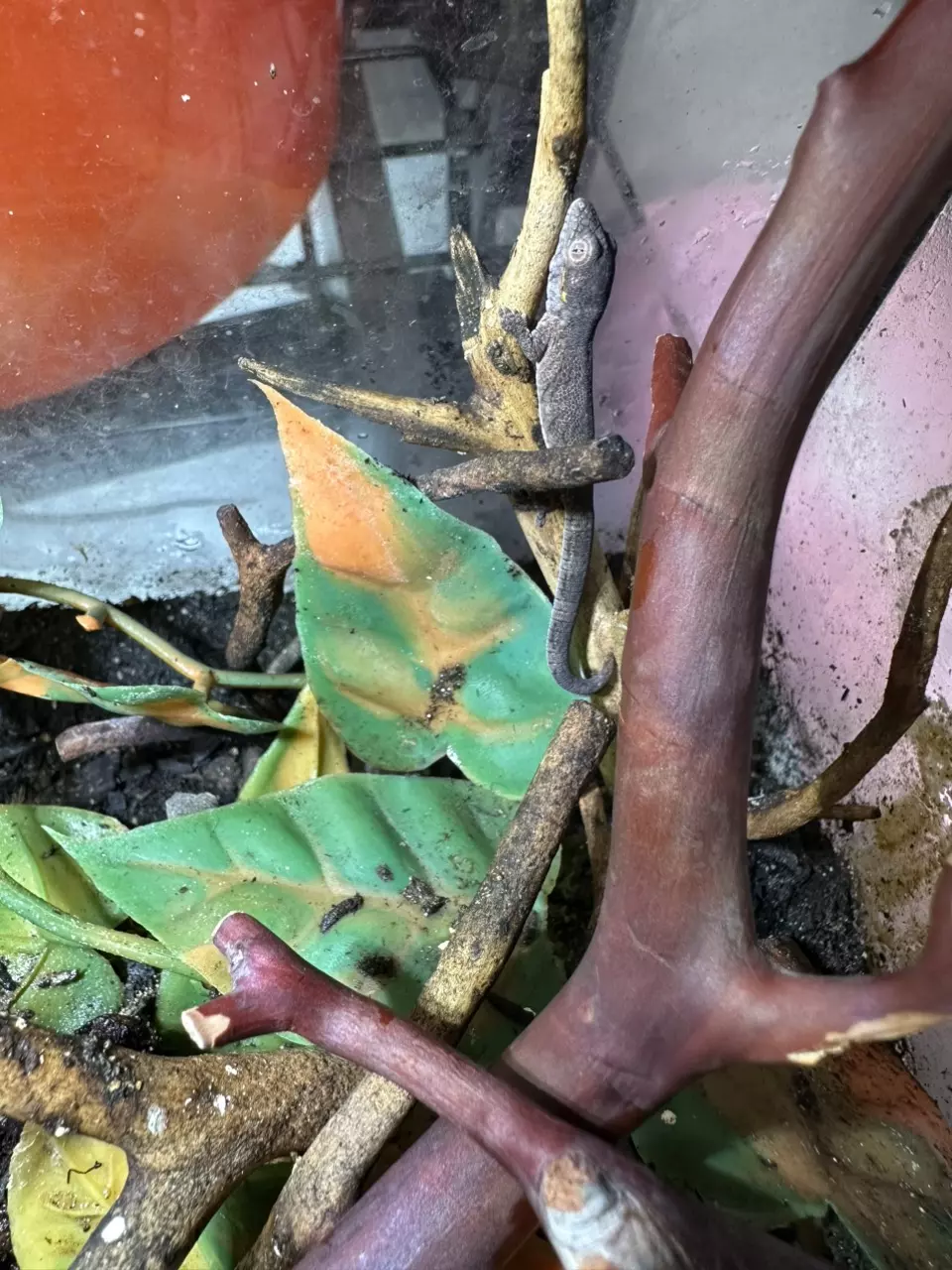 plant/eurydactylodes agricolae #1-0