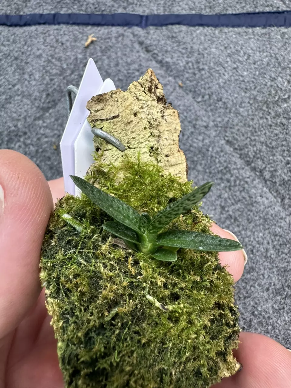 plant/38 Angraecum urschianum-0