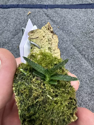 plant/38 Angraecum urschianum-0-thumbnail