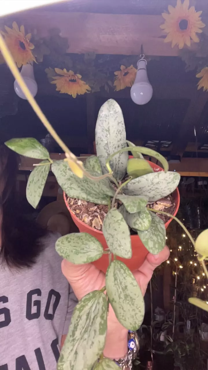 plant/Sigillata silver-0