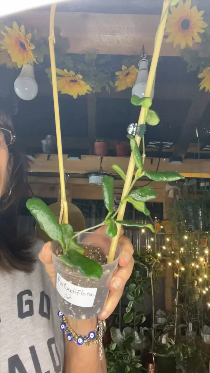 plant/Rotundiflora-0