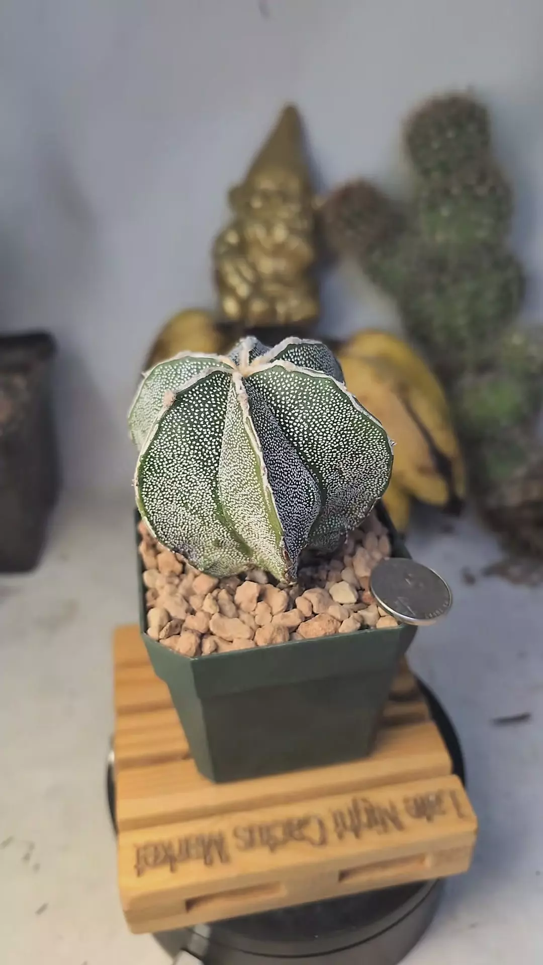 plant/367 Astro myrio Capricorn hakujo hybrid 2.75" pot-0