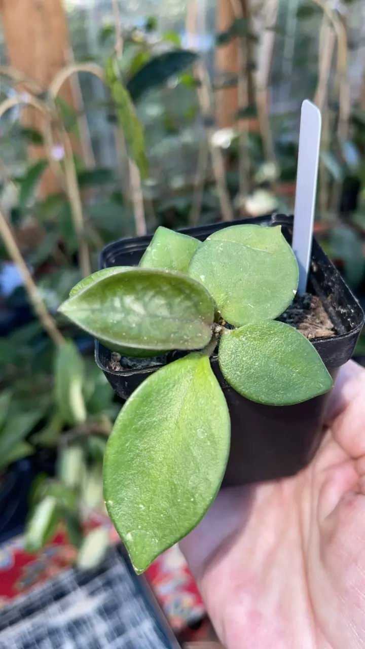 plant/Hoya 'Chouke'-0