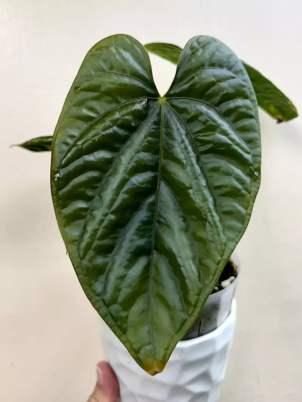 plant/48 Anthurium debilis small division 2” pot-1