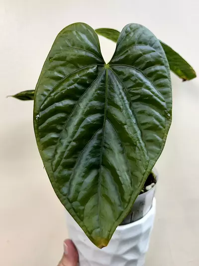 plant/48 Anthurium debilis small division 2” pot-1-thumbnail