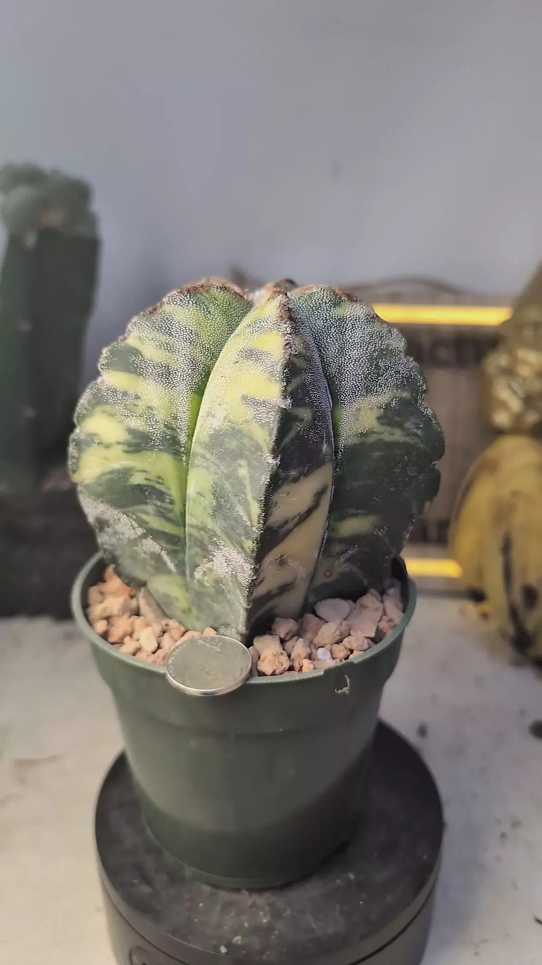 plant/393 Astor myrio Variegated 4" pot-0