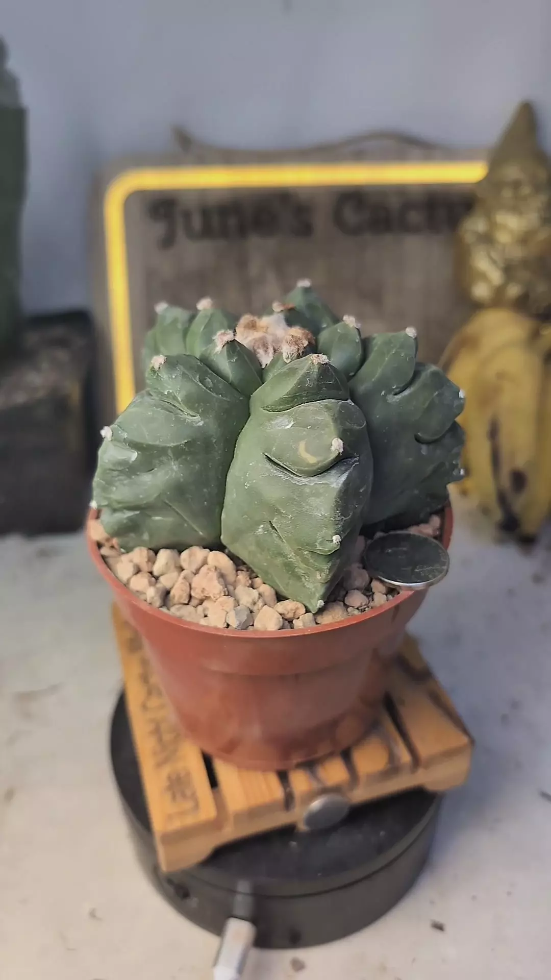 plant/388 Astro myrio kikko 4" pot-0