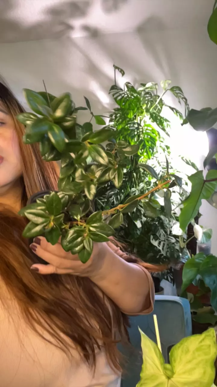 plant/goldfish plsnt-0