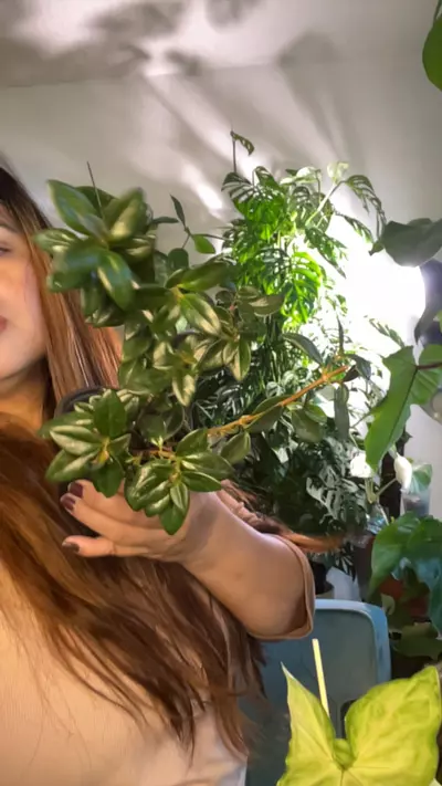 plant/goldfish plsnt-0-thumbnail