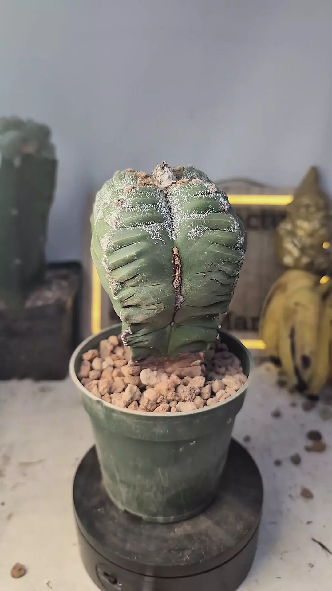 plant/394 Astro myrio kikko tall one 4" pot-0