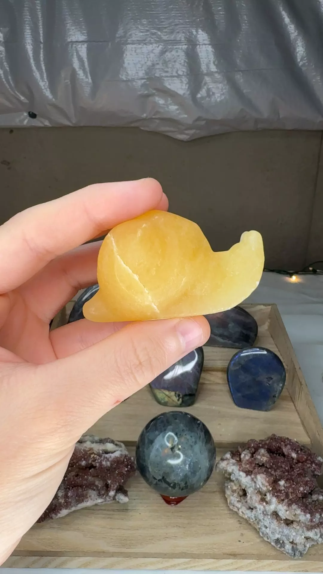 plant/Yellow Calcite Snail-0