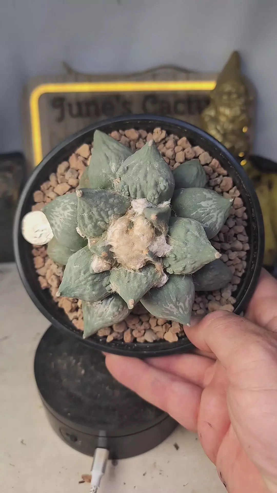 plant/392 Ariocarpus cauliflower big plant, 6" pot, graft roots-0