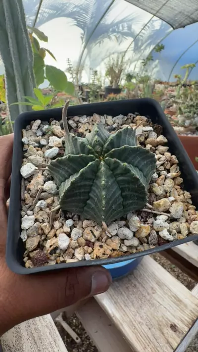 plant/euphorbia melaformis-0-thumbnail