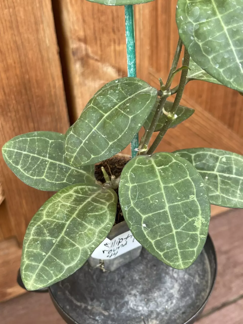 plant/Hoya elliptica-1