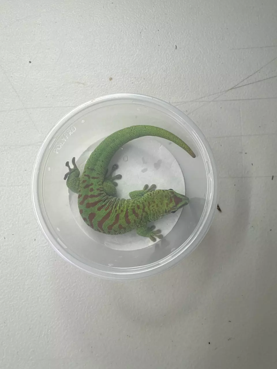 plant/Crimson Giant Day Gecko (Female)-0