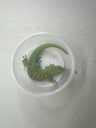 plant/Crimson Giant Day Gecko (Female)-0-thumbnail