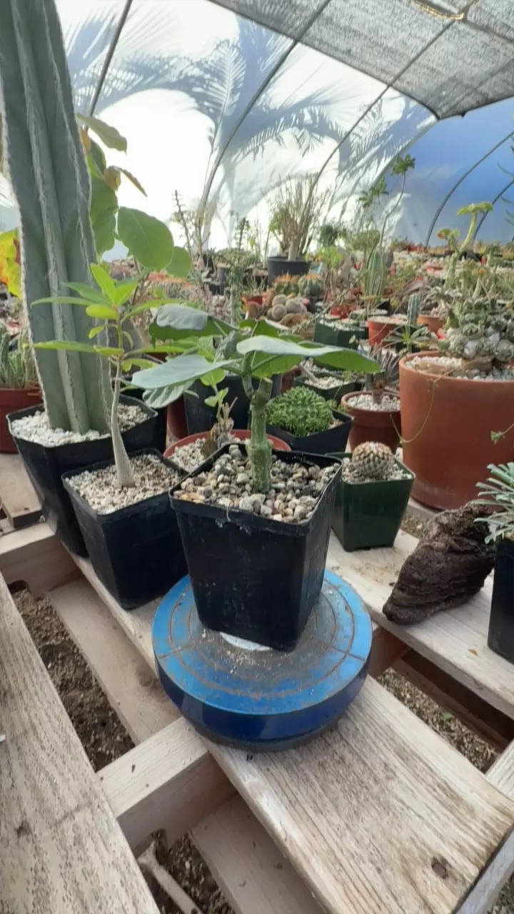 plant/adenia firingalavensis-0