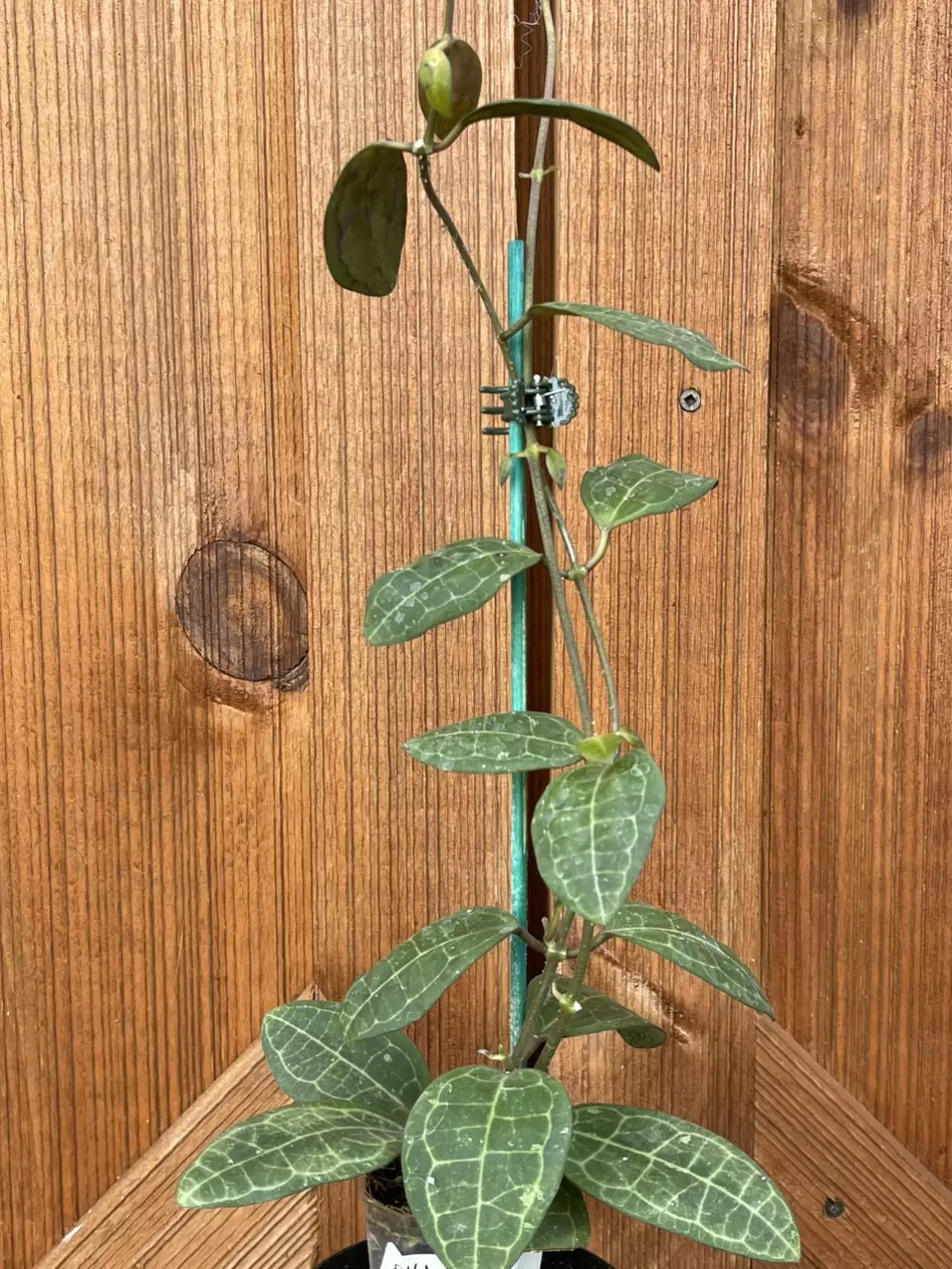 plant/Hoya elliptica-0