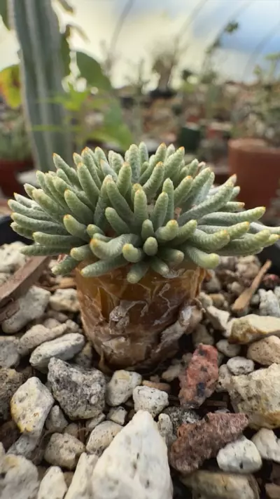 plant/avonia quinaria v quinaria-0-thumbnail