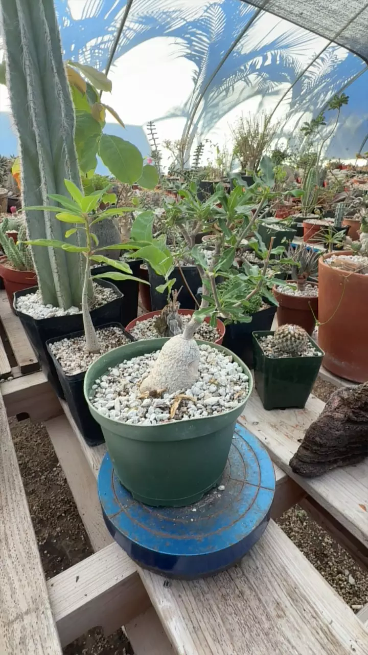 plant/Fockea edulis-0