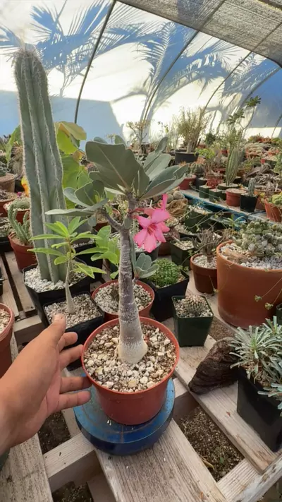 plant/Adenium arabicum x somaliense-0-thumbnail