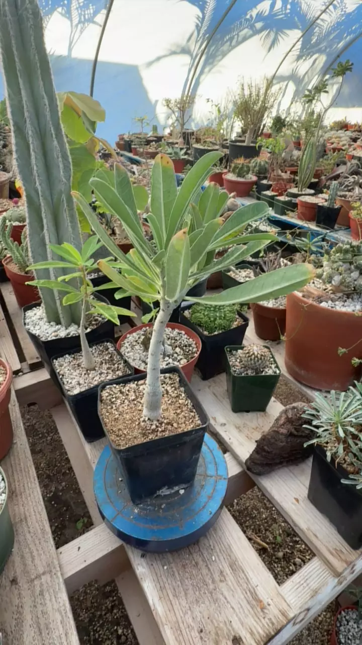 plant/Adenium swazicum-0