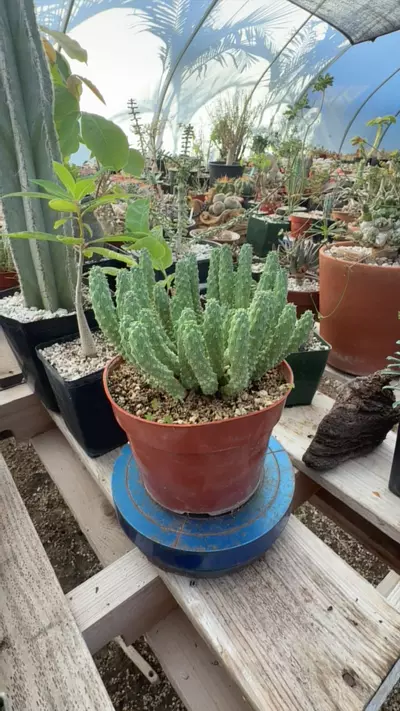 plant/euphorbia huttonae-0-thumbnail