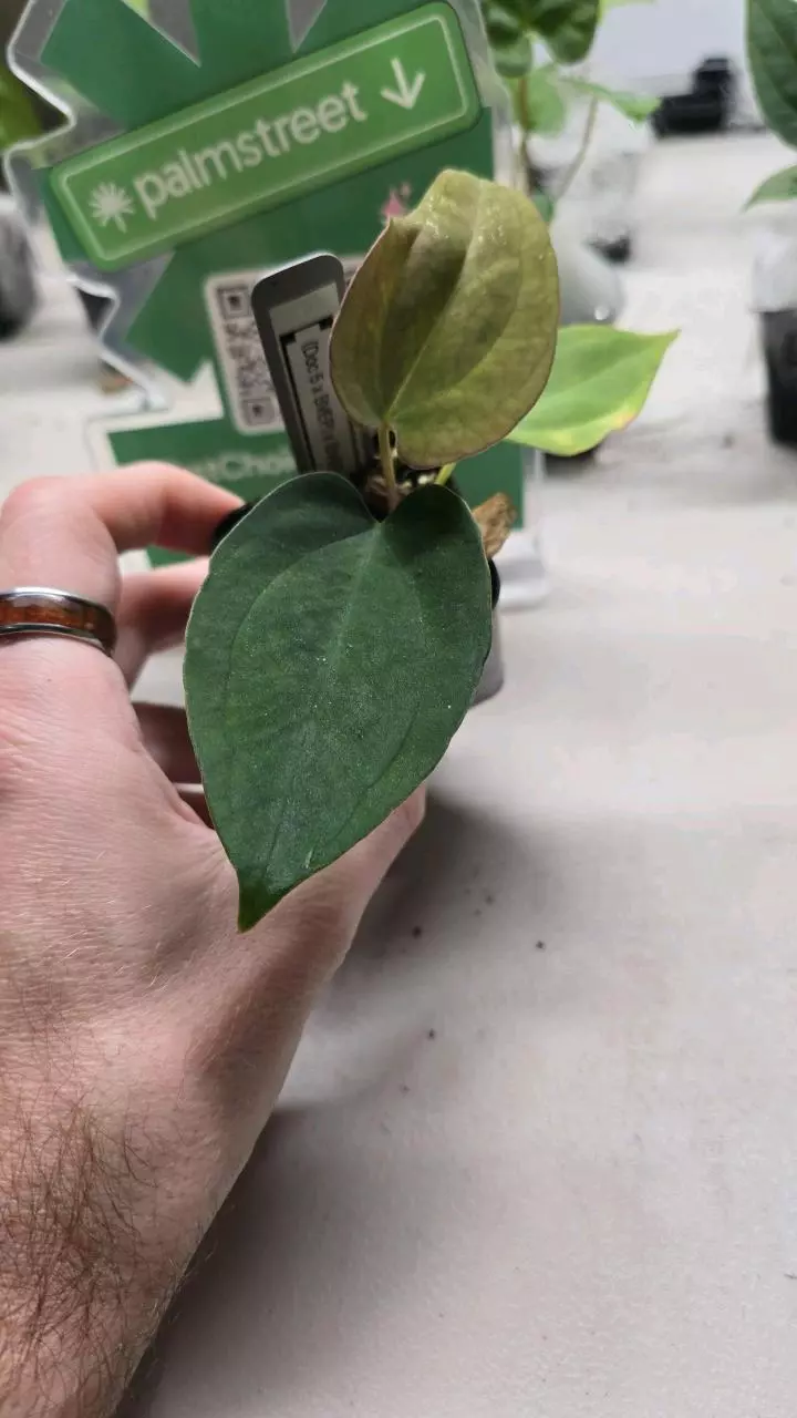 plant/0388-77 (Doc 5 x BVEP) x BVEP-0