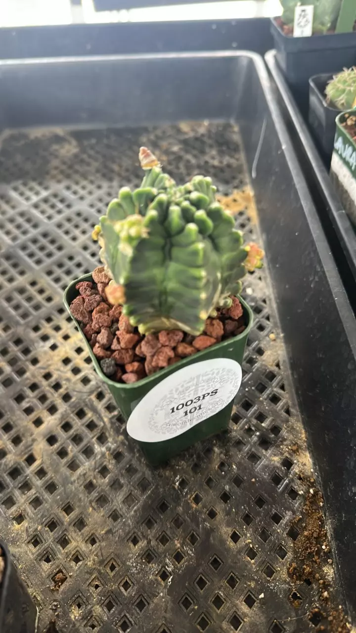 plant/1003PS101 Gymnocalycium baldianum-0