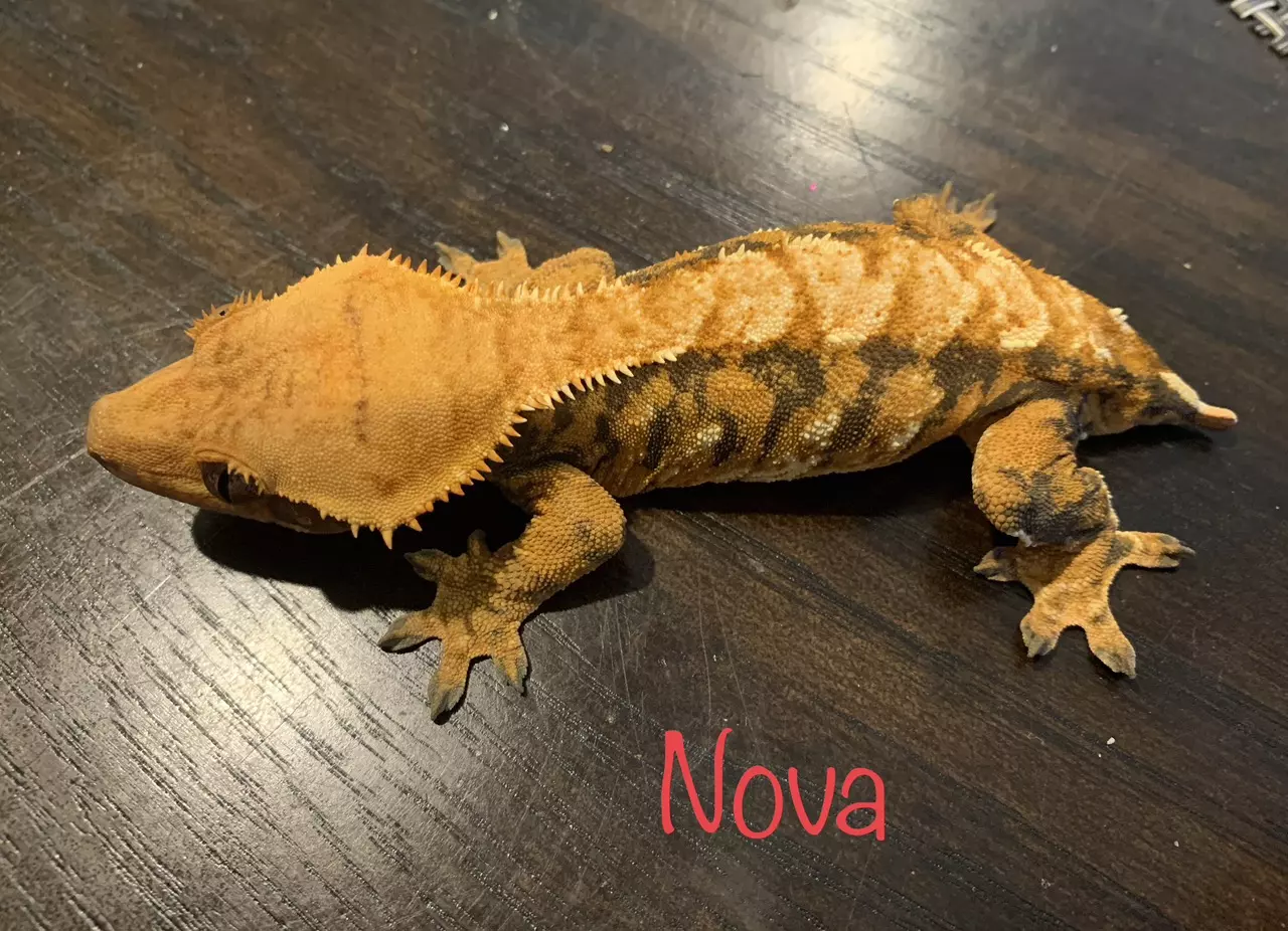 plant/Nova-0