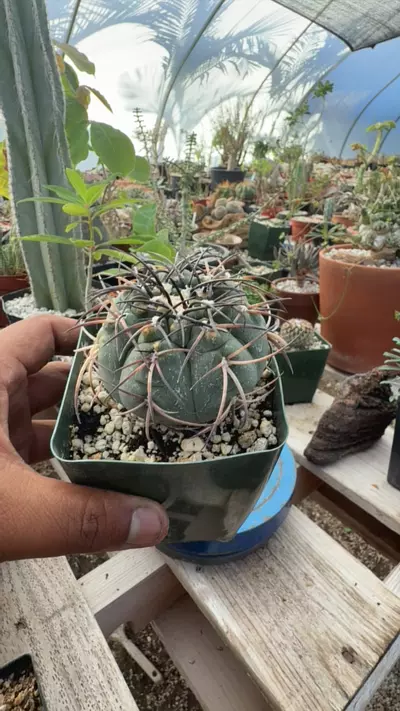 plant/Gymnocalycium armatum-0-thumbnail