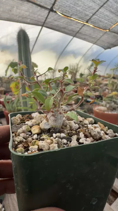 plant/Fouqueria columnaris boojum tree-0-thumbnail