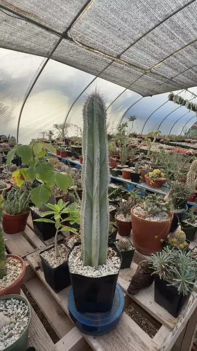 plant/Pilosocereus ulei-0-thumbnail