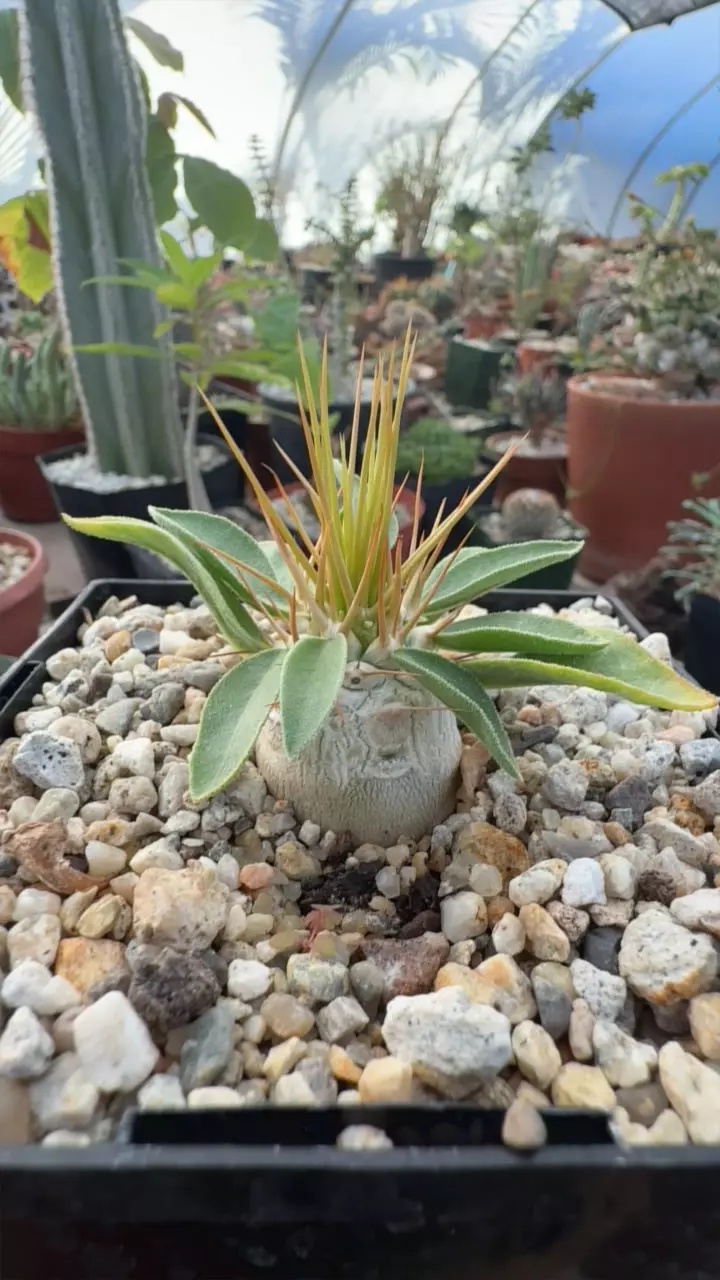 plant/pachypodium Namaquanam-0