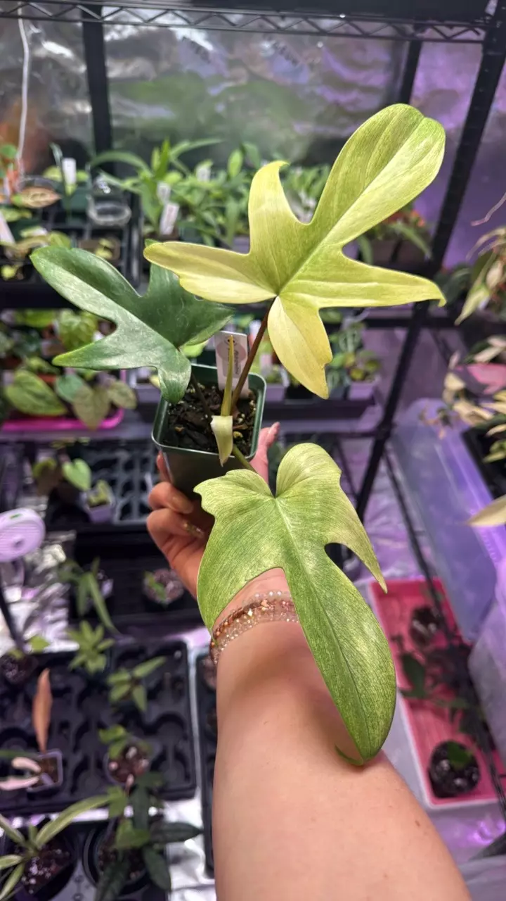 plant/Philodendron Florida Ghost-0