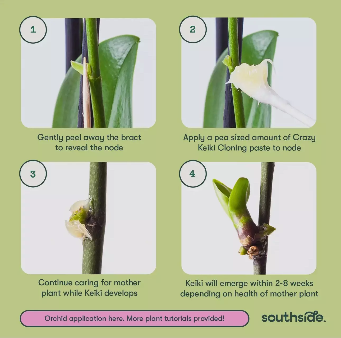 plant/✨ Crazy Keiki Cloning Paste – Spark New Growth & Propagation ✨-2